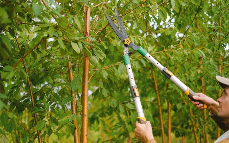 Tree trimming in Greenacres, WA